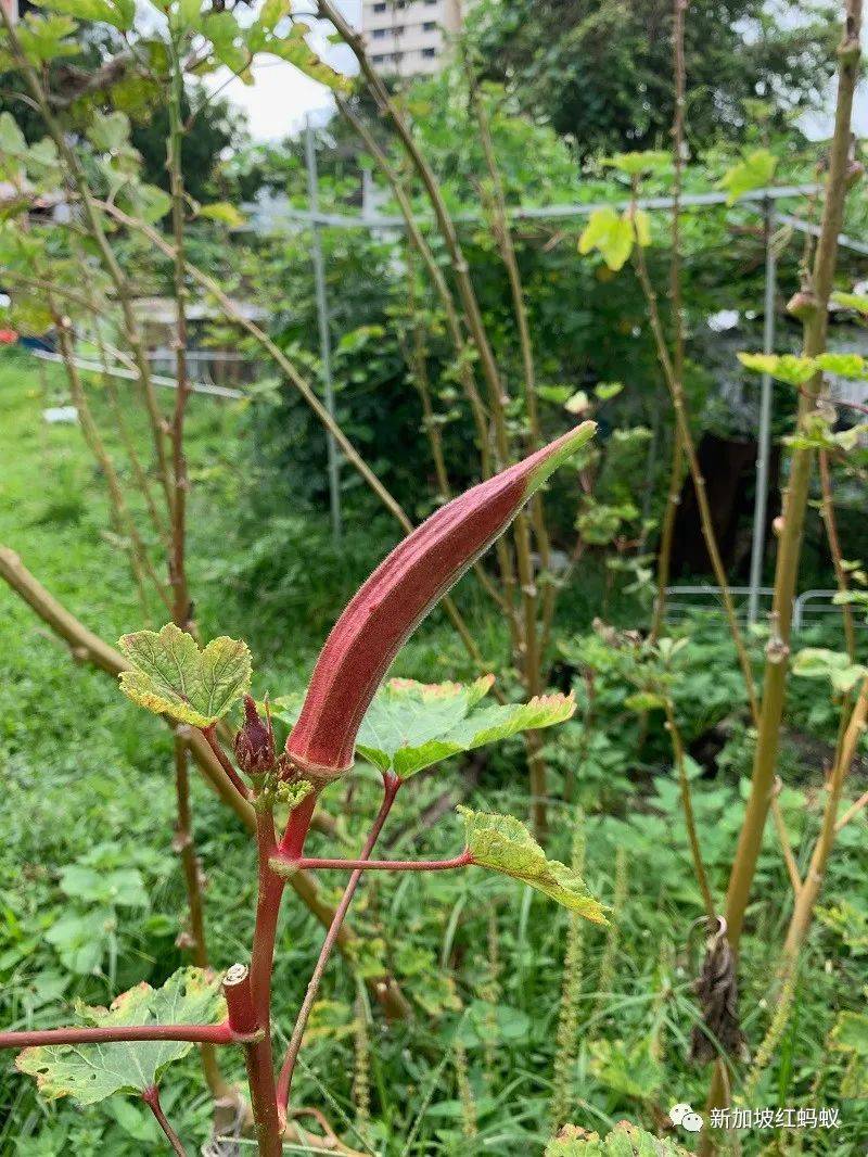 新加坡紅燈區附近的巷子走入曆史　連神像都必須漂洋過海去馬來西亞安家