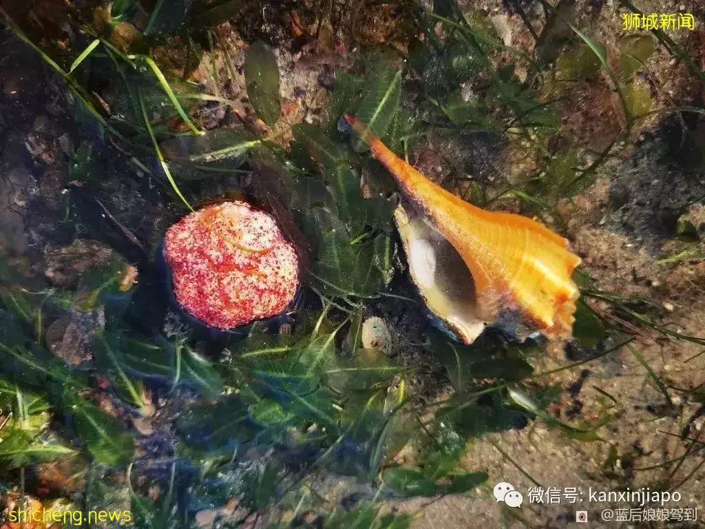 去樟宜海滩赶海吧,那里有最美的日出和从未见过的海洋生物