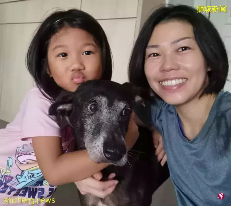 询问量暴增 疫情期间被领养流浪狗数量却减少