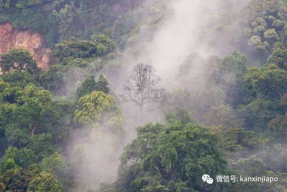 人间仙境！雾气掩盖163.63米的武吉知马山，好梦幻