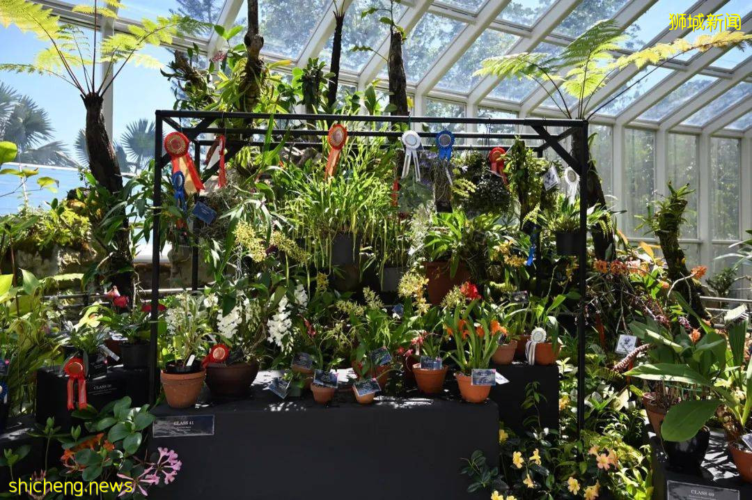 新加坡公园局又派发种子啦!已开放申请!还有教程教你怎么种