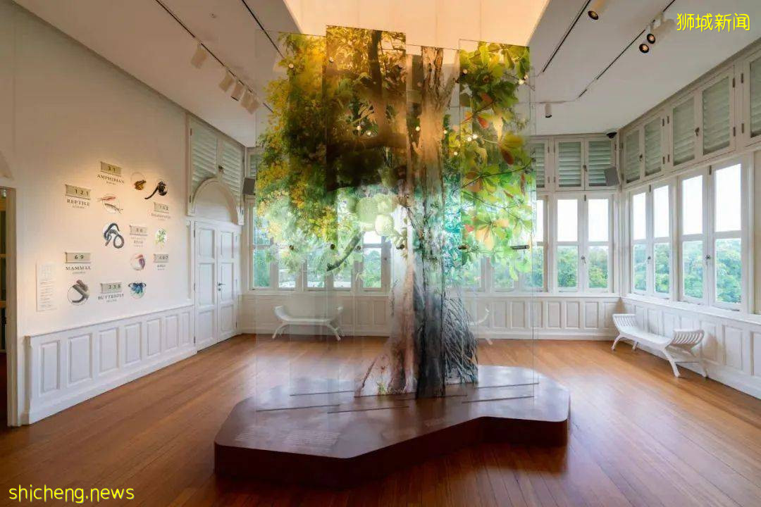 叢林遊樂場、自然博物館、山路徒步……新加坡這個公園翻新後更好玩啦