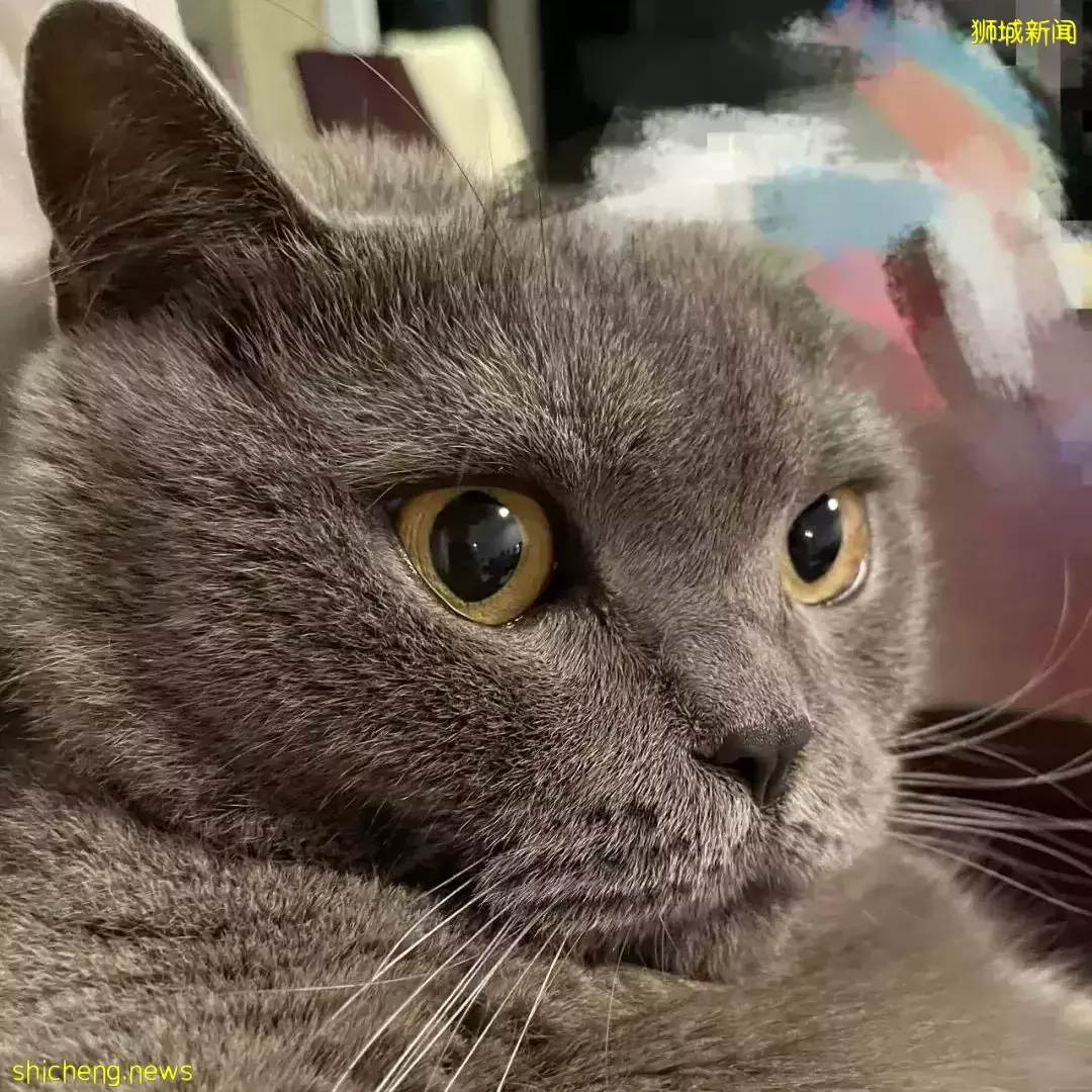 聊天、喝咖啡、撸貓……新加坡愛寵人士聚會好去處,軟萌貓咪等你來