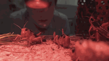 新加坡会鼓励当地人吃虫子吗？理由：本地缺蛋白质