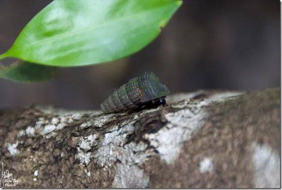 新加坡最好玩的海灘公園!趕海、騎馬、劃艇、樹籬迷宮、燒烤露營,超適合家庭出遊