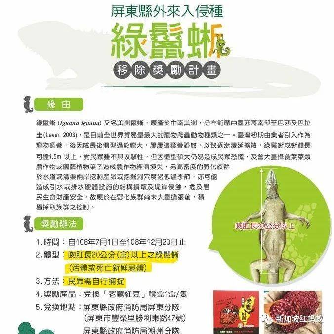 在台湾繁殖成灾的绿鬣蜥现身新加坡 需慎防外来物种入侵