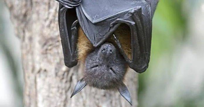 新加坡蝙蝠扰民!居然飞进家中偷吃水果