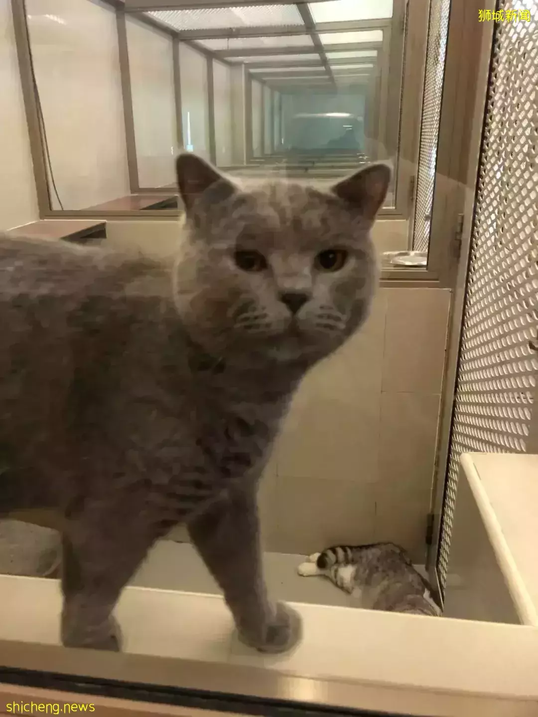 耗时6个月,隔离30天,我的宝贝终于来新加坡跟我团聚了