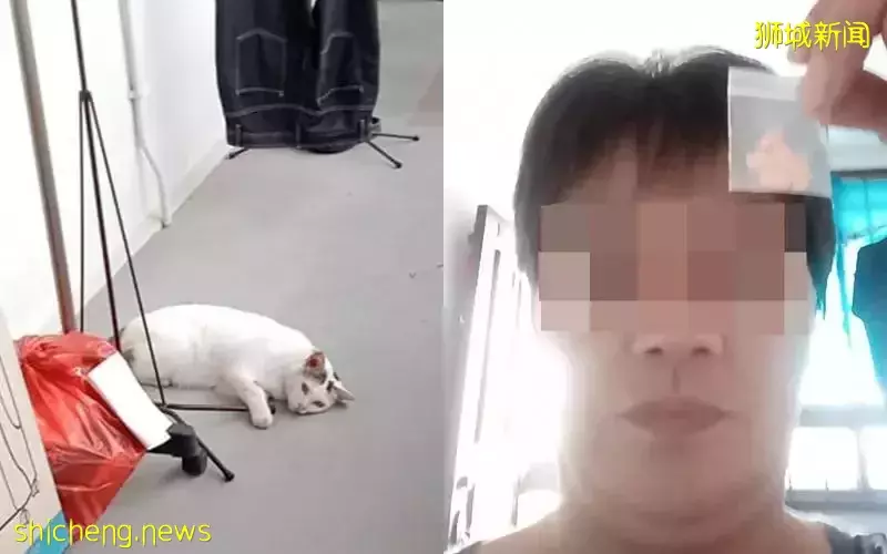 流浪猫破网闯家 她服镇定剂压惊