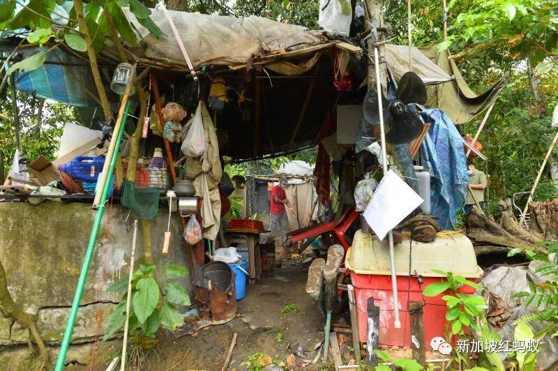 獅城“陶淵明”花10年悄悄在叢林裏開拓“世外桃源”　一朝被徒步者舉報，被令撤離