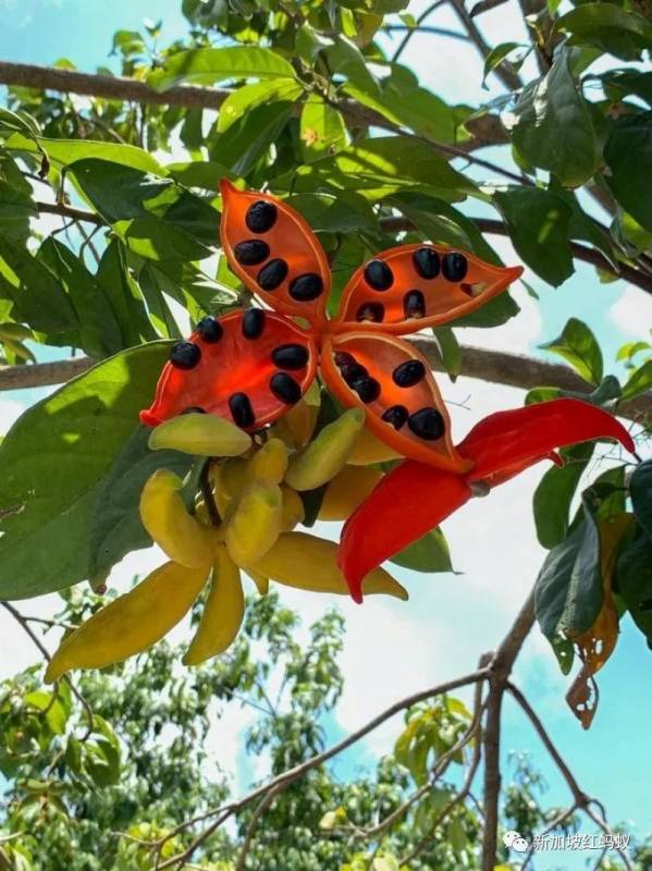 北半球9月刚入秋,新加坡却迎来“第二春”