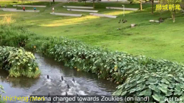 新加坡“網紅”動物--水獺引發民衆擔憂!