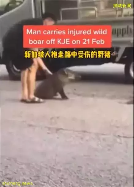 新加坡小哥哥爲救小野豬,在車流中冒險將其抱起!好暖!好貼心