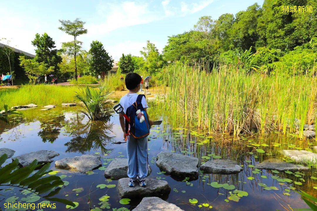 這個號稱新加坡最美濕地的遛娃好去處，竟然還能這麽玩
