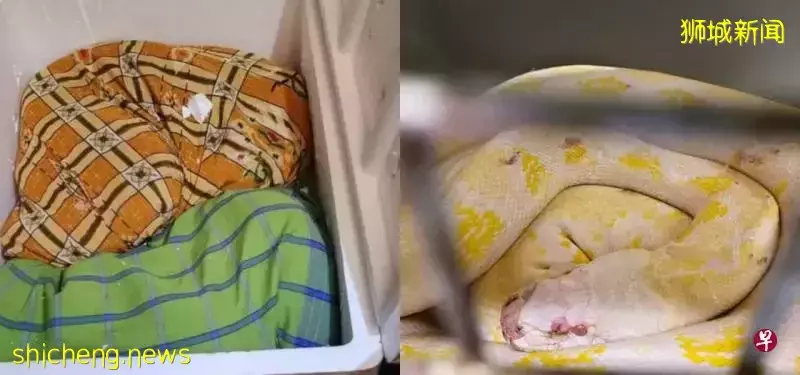 图走私2网纹蟒 男子大士关卡被捕