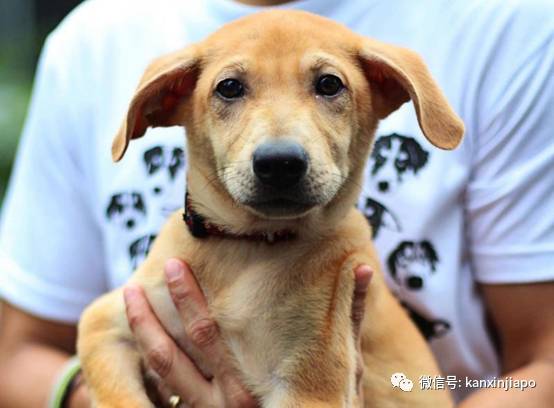 人道毁灭失控宠物狗引发争论,国会议员出面质疑