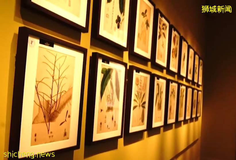 叢林遊樂場、自然博物館、山路徒步……新加坡這個公園翻新後更好玩啦