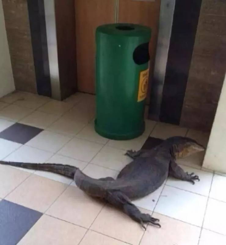 突發！這個海灘驚現一群巨型椰子蟹，還搶燒烤吃！新加坡也被鳄魚、蜥蜴、蟒蛇、水獺、猴子、野豬、野雞嚇到過