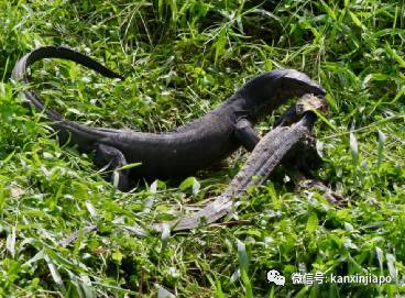 兩條巨蜥在新加坡公園猛鬥，只爲了爭取吃掉同伴