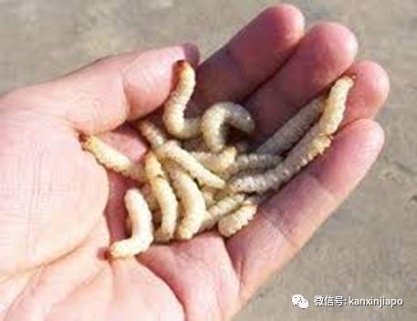 新加坡糖尿病不截肢,国大医院请蛆虫帮忙