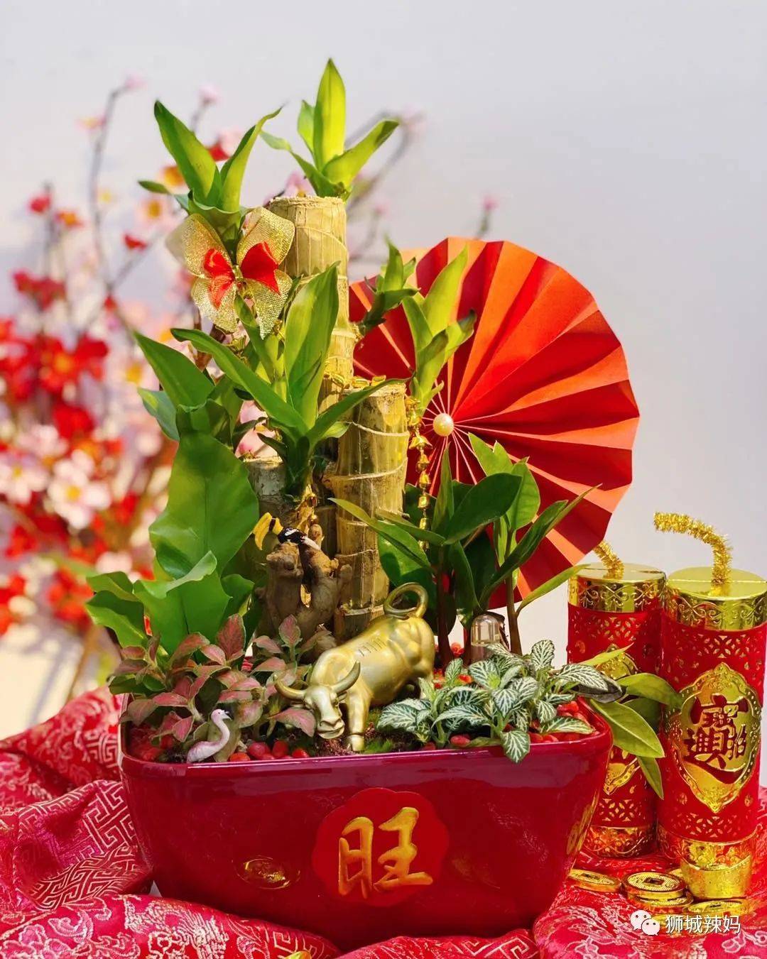 新加坡最大最好逛的花市,1000+花卉,新年必入好运连连