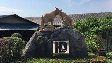 擠羊奶、餵山羊、看打架！我和孩子在新加坡找到了800多只山羊