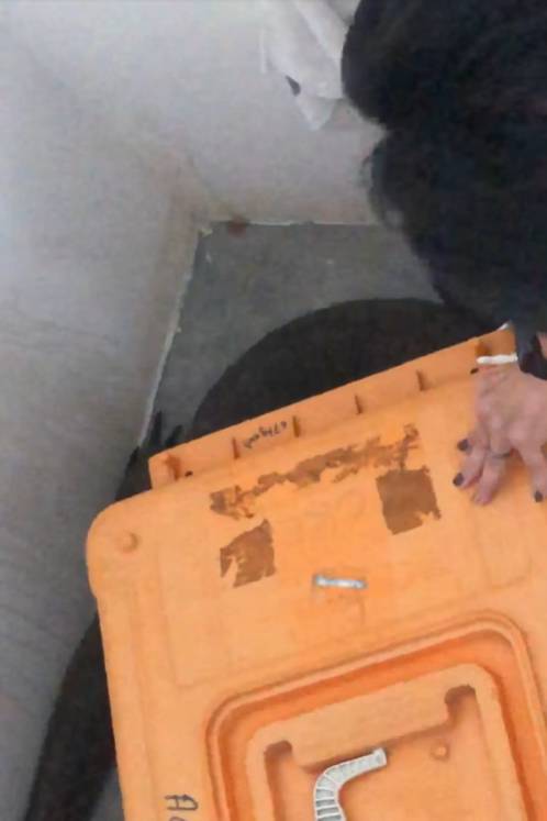 全民围观抓蟒蛇、抓蜥蜴！这样的新加坡有点刺激