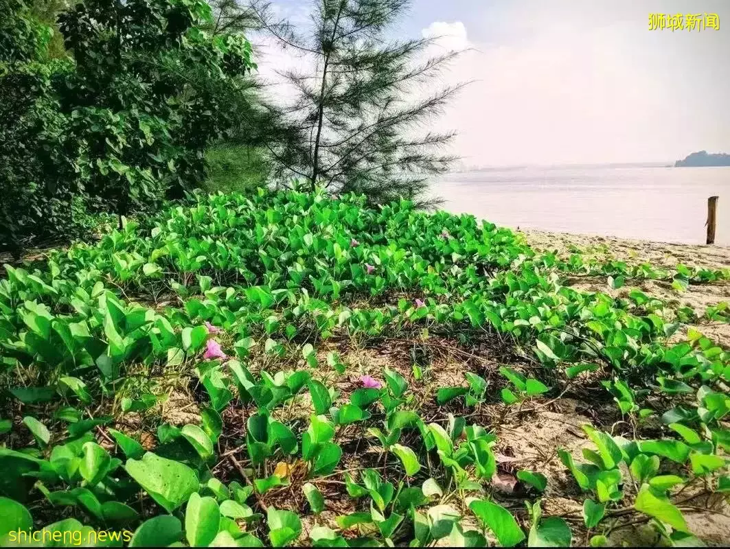 在新加坡的東北部,有個隱秘的小島!不用坐船,每天限時開放