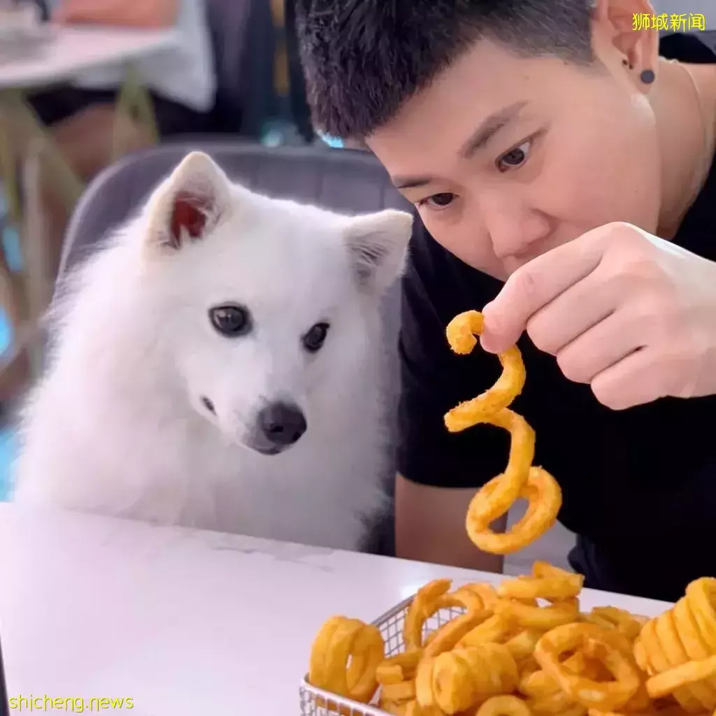 吃喝撸狗兩不誤!新加坡15家寵物友好咖啡廳 · 快上小可愛一起去體驗吧