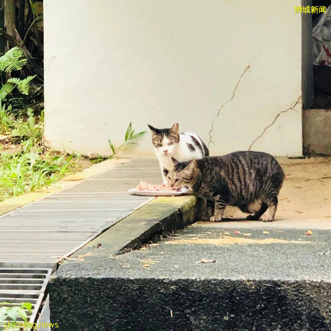 《南洋理工大學撸貓指南》