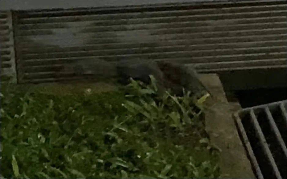 第一次在新加坡见到这种动物！99%的人不会读它的名字