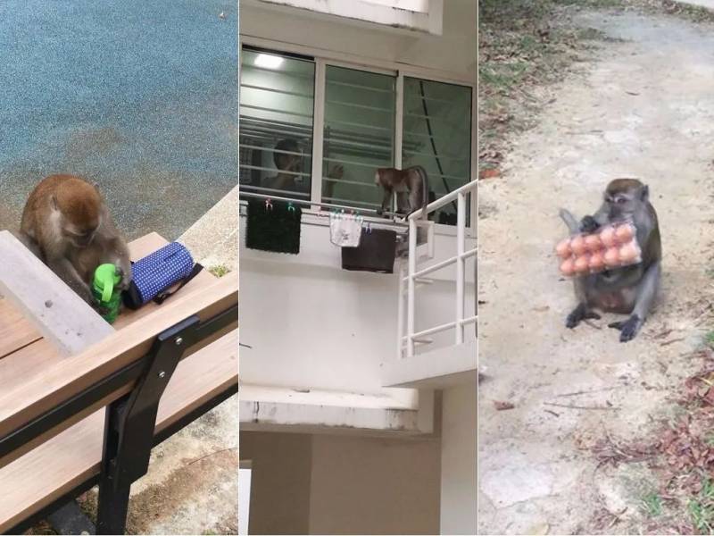 突發！這個海灘驚現一群巨型椰子蟹，還搶燒烤吃！新加坡也被鳄魚、蜥蜴、蟒蛇、水獺、猴子、野豬、野雞嚇到過