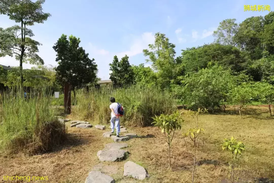 4天小長假!請來新加坡最美的濕地,超500種熱帶動植物免費看