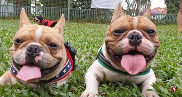 2鬥牛犬疑車內中暑亡 女狗主向訓練師索賠逾26萬