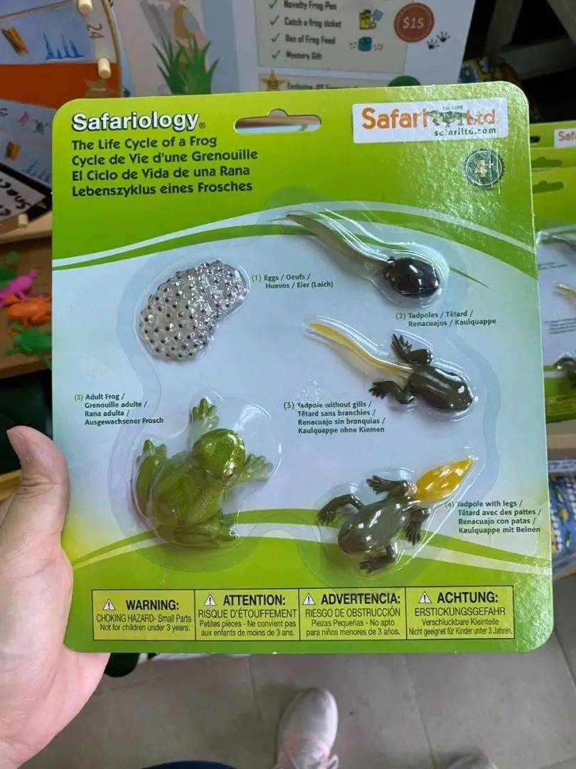 餵羊、擠奶、了解青蛙生長過程,新加坡的農場這麽牛