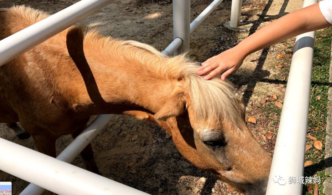 新加坡最好玩的海灘公園!趕海、騎馬、劃艇、樹籬迷宮、燒烤露營,超適合家庭出遊