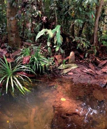 狮城相隔112年 义顺沼泽森林 发现新品种萤火虫