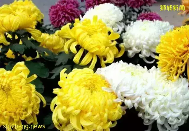 新加坡開運年花,你知道幾個