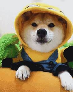 如何從新加坡帶寵物回中國？鏟屎官回國最全攻略！必須收藏