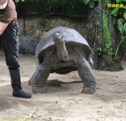 僅2天！新加坡動物園最牛的餵動物之旅，8折！還有幻光雨林和4大園5.5折起，搶啦