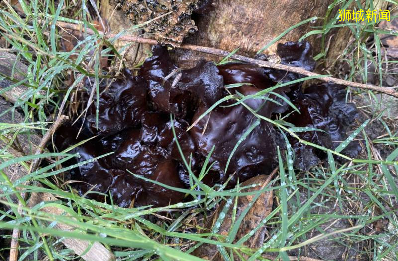 新加坡大雨一直下,媽媽這個是啥蘑菇?能吃嗎?額