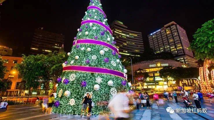 不能出国就买棵圣诞树？　新加坡圣诞树竟“一树难求”