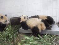 熊猫宝宝在新加坡诞下小宝贝!首只在新加坡出生的熊猫