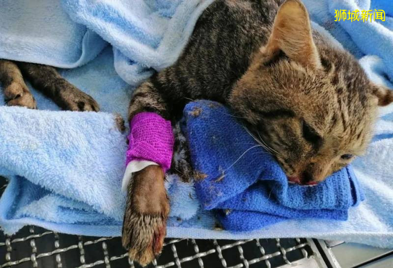 走进新加坡流浪猫的真实生活