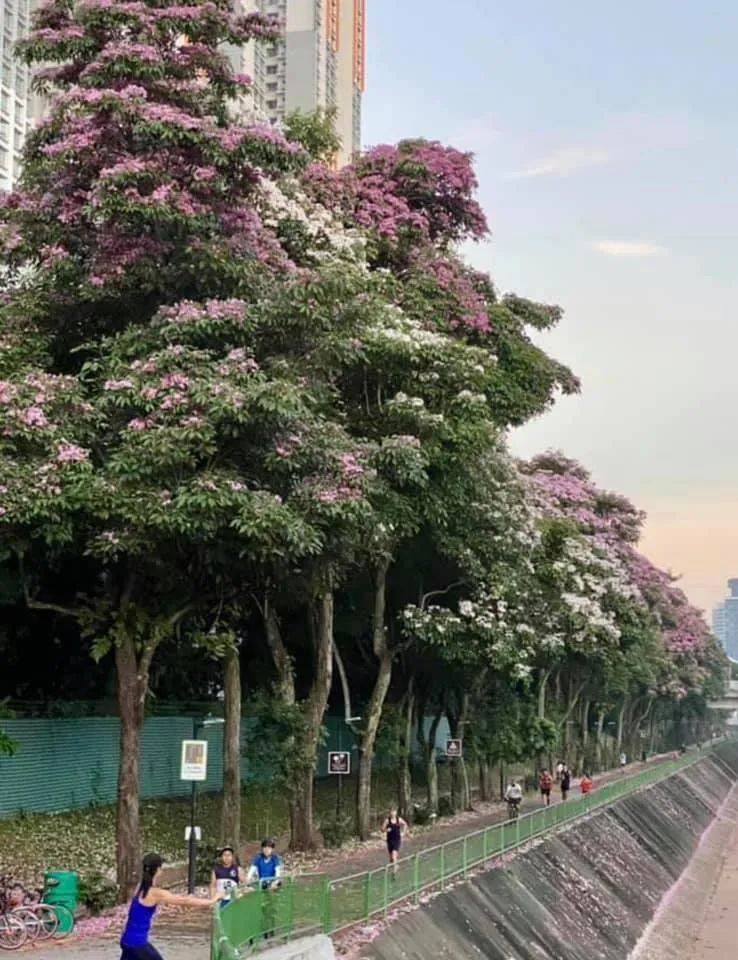 李顯龍總理發了一個帖子，評論區瞬間被淹沒