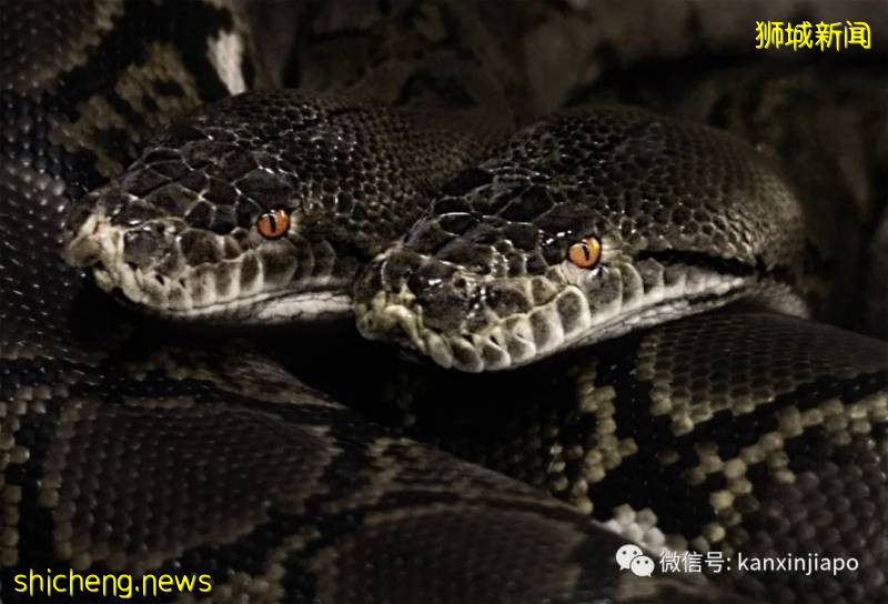 新加坡多处惊现大蟒蛇,有的睡觉,有的吃小猫,有的被吃