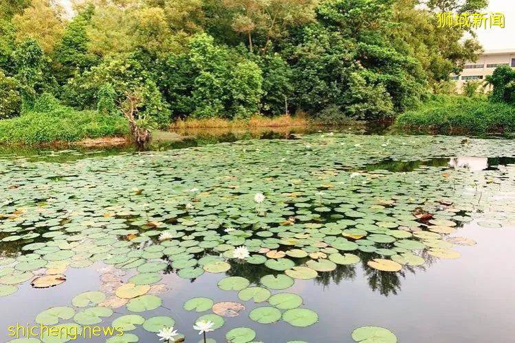 不能出国，坡里这些美食美景让你假装在国外