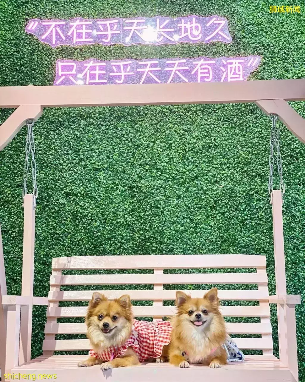 吃喝撸狗兩不誤!新加坡15家寵物友好咖啡廳 · 快上小可愛一起去體驗吧