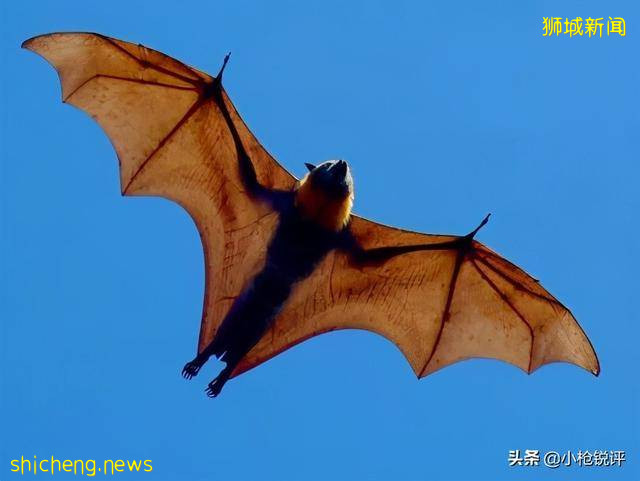 你不知道的世界冷知識(四十三)關于新加坡