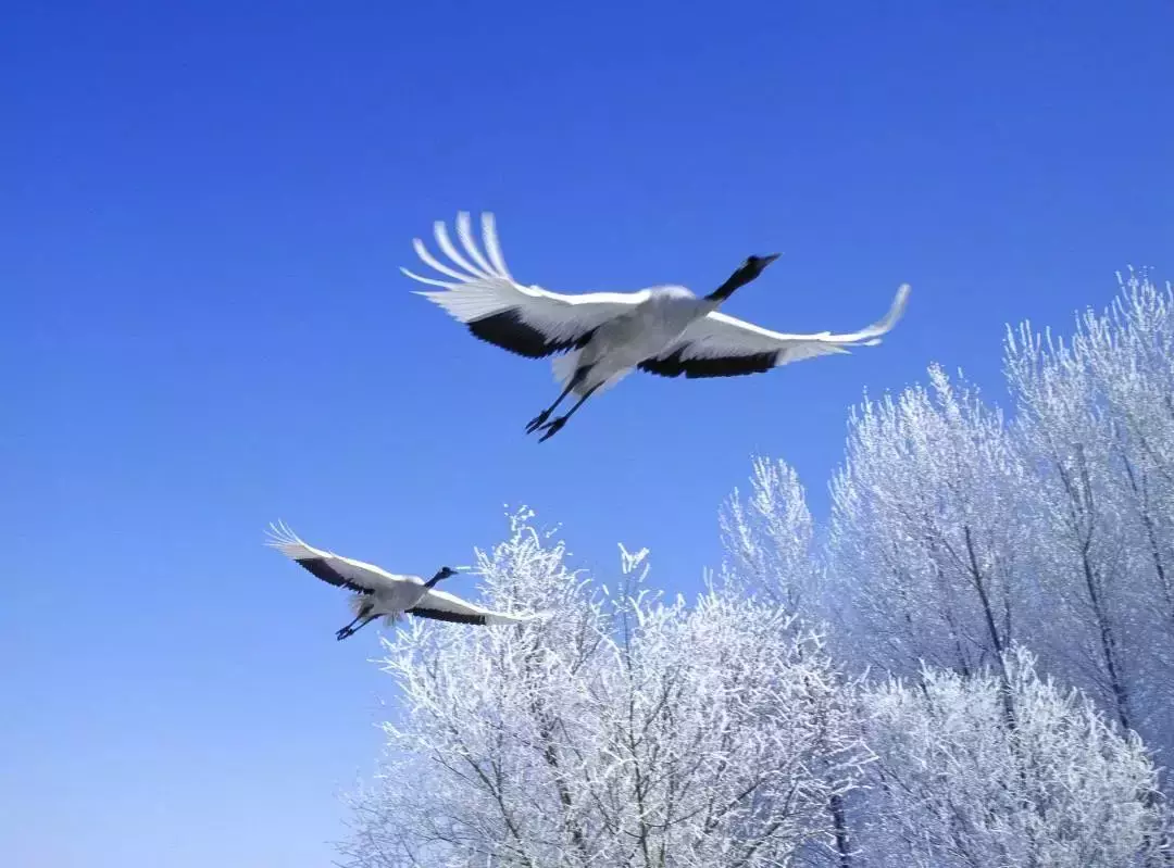 “黑龍江非常冰雪之旅”在新加坡上線